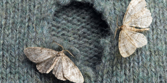 4 Steps to quickly remove a moth infestation - Moth Control