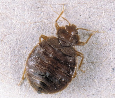 Bed Bugs - Moth Control