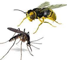 Wasps, Mosquitos & Flies - Moth Control