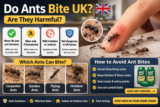 Do ants bite UK showing ant behaviour and whether ants are harmful to humans