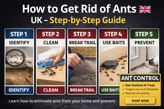 How to get rid of ants UK step by step guide showing ant infestation removal cleaning bait traps and prevention