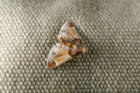 How to deal with Cloths Moth - Moth Control