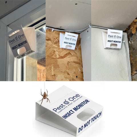Spider and Crawling Insect Sticky Pads Non-Toxic Indoor Spider Catcher