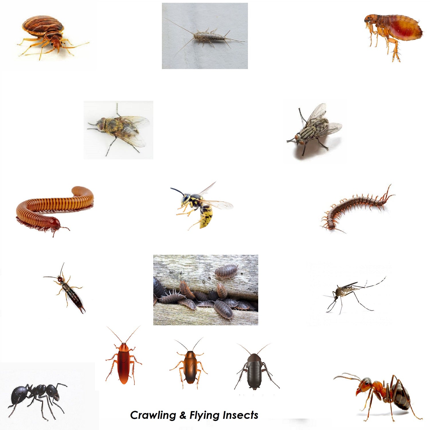 SMOKE INSECT PEST CONTROL BOMB COCKROACH ANT MOTH FLEA BED BUG FLY WASP KILLER (Pack of 3) - Moth Control