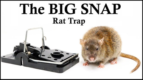 Rat & Mouse Killer Spring Snap Traps Rodent Control Catcher with Free Lure (Pack of 2) - Moth Control